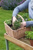 Woman planting a herb basket with creeping thyme, Thymus serphyllum 'Russettings'. 