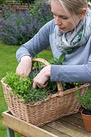 Woman planting a herb basket with Anthriscus cerefolium - Leafy Chervil.