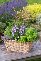 A woven, wicker herb basket planted with multiple herbs.