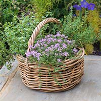 a small Thyme Herb Basket with three different varieties: Thymus vulgaris - common Thyme, Thymus serphyllum 'Russettings' - Creeping Thyme, and variegated Thymus pulegiodes 'Foxley'.
