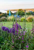 View of Digitalis and Alliums in flowerbed with view of coastal garden behind. 