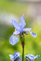 Iris sibirica 'Perry's Blue' - Siberian iris 'Perry's Blue'