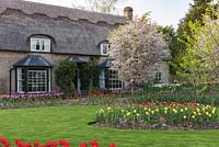 'Indian Summer' and 'Cherida' tulips with Prunus incisa in front of thatched cottage