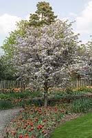 View of blossoming Prunus incisa underplanted with Tulipa in garden border. 