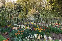 Spring tulips and daffodils planted amongst apple and pear trees in blossom.
