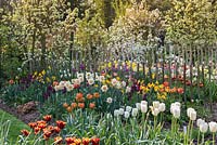 Spring tulips and daffodils planted amongst apple and pear trees in blossom.
