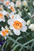 Narcissus 'Perfect Lady' - Daffodil 'Perfect Lady' 