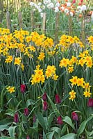 Narcissus 'Martinette' - Daffodil 'Martinette' 