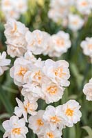 Narcissus 'Acropolis' - Daffodil 'Acropolis' 