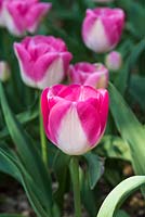 Tulipa 'Innuendo' - Tulip 'Innuendo' 