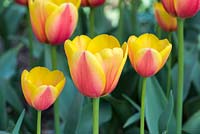 Tulipa 'World Peace'