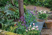 Blue metal bench flanked by pots of Tulipa 'Happy Generation' and purple sweet rocket, Hesperis matronalis.