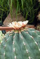Ferocactus pottsii, a rare and distinctive barrel cactus.