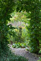 Hornbeam arch with asters, heleniums, sanguisorba and echinops.