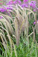 Pennisetum 'Fairy Tales', fountain grass