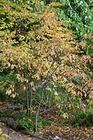 Euonymus planipes - Flat-stalked spindle tree