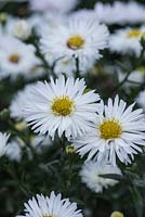 Symphyotrichum novi-belgii 'Boningale White' - New York aster or Michaelmas daisy