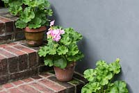Pink flowering Pelargoniums in terracotta pots line brick steps next to wall. 