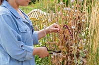 Picking dried poppy seedheads marked with ribbon