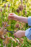Woman cutting dried poppy seedheads in late Summer. 
