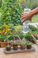 Using recycled plastic bottle to water seedlings