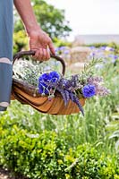 Woman carrying wooden trug with picked flowers including Lavender - Lavandula and Cornflowers - Centaurea. 