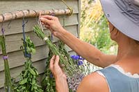 Woman hanging bundles of flowers up to dry on shed wall.