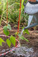 Watering newly planted beans with a can