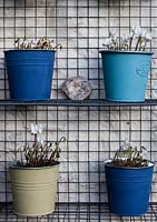 Painted metal pots on wire shelves and cage with Cyclamen coum 'Cyberia White' 
