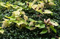 Humulus lupulus 'Aureus' - Golden Hops growing over Osmanthus burkwoodii 
