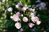  Rosa 'Belvedere' - Rose 'Belvedere'  