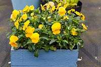 Yellow violas in blue-painted wooden box.  