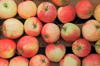 Apple, 'Suffolk Pink' malus domestica