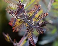 Acacia baileyana 'Purpurea' - Purple Cootamundra wattle