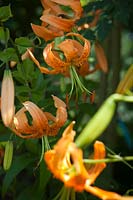 Lilium martagon - Orange Turk's Cap lily 
