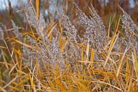 Phragmites australis - Common Reed
