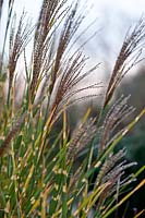 Miscanthus sinensis 'Zebrinus' - Zebra grass