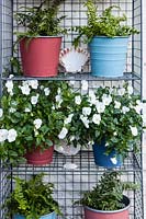 White viola and ferns in painted metal pots on wire shelving on house wall. Veddw House Garden, Monmouthshire, Wales, UK.