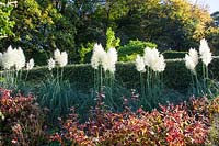 Cortaderia sellonara 'Sunningdale Silver' and Persicaria 'Red Dragon' backed by hedge of Ilex aquifolium at Veddw House Garden, Monmouthshire, Wales, UK. 