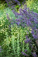 Salvia x sylvestris 'Mainacht' - Wood Sage - and Santolina rosmarinifolia - Lavender cotton
