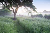 View of meadow at dawn with mown pathway to central tree.