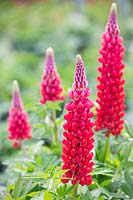 Lupinus 'Beefeater' - Lupin 'Beefeater' 