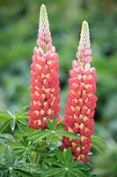 Lupinus 'Tequilla Flame' - Lupin 'Tequilla Flame'