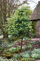 Cunninghamia lanceolata - Chinese fir