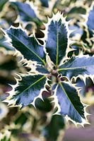 Ilex aquifolium 'Silver Queen' Holly