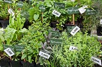 Pots of herbs for sale at street market plant fair in Beuvron-en-Auge, Normandy, France
