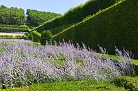 Perovskia and Buxus sempervirens with Taxus and Carpinus betulus, Chateau de Villandry, Loire Valley, France