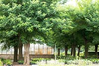 Glasshouse and trees, Fahner Nursery, Netherlands