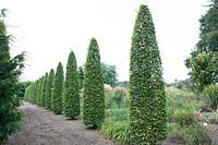 Show garden with topiary columns, Fahner Nursery, Netherlands