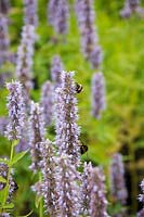 Bee on Agastache 'Blue Fortune'